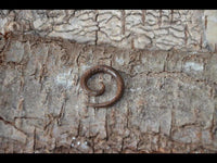 Cargar imagen en el visor de la galería, Kopie von Parasitholz Dehnschnecke Spirale Piercing Expander
