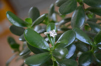 Cargar imagen en el visor de la galería, Silberring Lilie glänzend 925 Sterling Silber Ringe schmal
