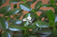 Cargar imagen en el visor de la galería, Silberring Blume zwei Blätter weiß 925 Sterling Silber
