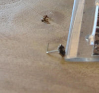 Load image into Gallery viewer, Silber Nasenstecker 0,8 mm Nostril Blume L-Form
