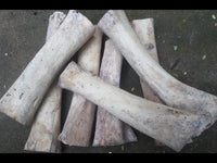 Cargar imagen en el visor de la galería, Fake Ohr Piercing Schwan Bone Knochen Edelstahl weiß Spirale Dehner Ohrstecker - chic - net.de
