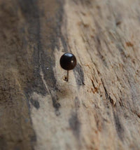 Load image into Gallery viewer, Gewindelose Piercing Enden 0.45mm Narraholz 3mm 4mm 5mm - chic - net.de
