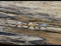 Load image into Gallery viewer, Klapp Segment Ring Piercing rechteckig Kristall weiß - chic - net.de
