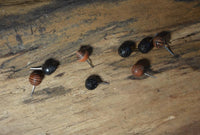 Load image into Gallery viewer, Gewindelose Piercing Enden 0.45mm Holz braun schwarz
