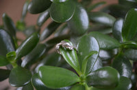 Load image into Gallery viewer, Ring Filigran Delphin Schnörkel 925er Sterling Silber - chic - net.de
