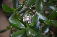 Load image into Gallery viewer, Ring massiv Fischgräte Fishbone 925 Sterlingsilber - chic - net.de
