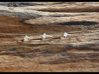 Cargar imagen en el visor de la galería, Universal Piercing Ring 925 Silber 1.2mm Mondstein - chic - net.de
