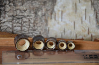 Load image into Gallery viewer, Five hollow cylindrical Holz Flesh Tunnels made from Kokosnussholz dunkel and Krokodilholz hell are arranged in descending order beside a clear ruler on a wooden surface, with textured bark as the background.
