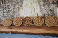 Cargar imagen en el visor de la galería, Krokodil Holz Plug Stern Blume hell double flared
