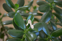 Cargar imagen en el visor de la galería, Ring massiv Glanz 23mm Schleife 925 Sterling Silber
