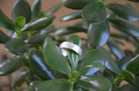 Load image into Gallery viewer, Bandring konvex gewölbt 7mm breit gebürstet 925 Sterling Silber
