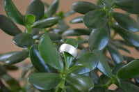 Cargar imagen en el visor de la galería, Bandring konvex gewölbt 9mm breit gebürstet 925 Sterling Silber
