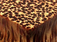 Load image into Gallery viewer, A close-up of honeycomb toffee reveals a porous, spongy texture with caramelized gloss and air bubbles, evoking the detailed patterns seen on Kokosnuss Ohrstecker Pyramide Punkte Holz 925 Silber.
