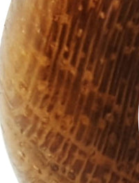 Load image into Gallery viewer, Holz Creolen 16mm Ohrringe Horn Pin organic
