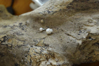 Load image into Gallery viewer, Bauchnabel Piercing Edelstahl Knochen Skull - chic - net.de
