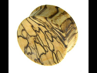 Load image into Gallery viewer, Bananenholz Plug hell ribbed straight konkav - chic-net.de
