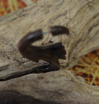 Load image into Gallery viewer, Fake Piercing Ohrring Flügel Haken 72mm Holz Edelstahl - chic-net.de
