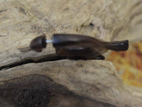 Load image into Gallery viewer, Fake Piercing Ohrring Schnörkel 63mm Holz Edelstahl.
