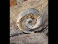 Cargar imagen en el visor de la galería, Fake Piercing Ohrring Spirale hell gemasert Bananenholz - chic-net.de
