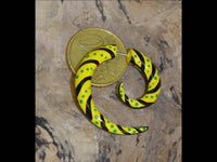Load image into Gallery viewer, Fake Spirale bemalt gelb schwarz grün Piercing Holz - chic-net.de
