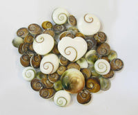 Load image into Gallery viewer, Holz Plug dunkelbraun Shivaauge Muschel weiß Inlay - chic-net.de
