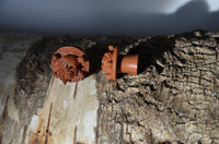 Load image into Gallery viewer, Holz Plug Pirat Totenkopf handgeschnitzt rotbraun double flared - chic-net.de
