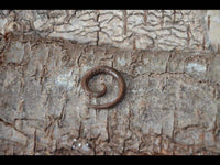 Cargar imagen en el visor de la galería, Kopie von Parasitholz Dehnschnecke Spirale Piercing Expander - chic-net.de
