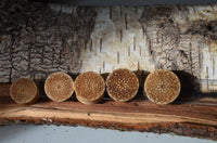 Cargar imagen en el visor de la galería, Krokodil Holz Plug Mandala Blume hell double flared - chic-net.de
