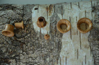 Load image into Gallery viewer, Olivenholz Flesh single flared Tunnel Lobe Piercing Holz konkav - chic-net.de
