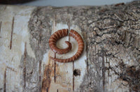 Load image into Gallery viewer, Fake Piercing Edelstahl Holz Seil Dehnschnecke - chic - net.de

