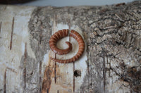 Load image into Gallery viewer, Fake Piercing Edelstahl Holz Seil Dehnschnecke - chic - net.de
