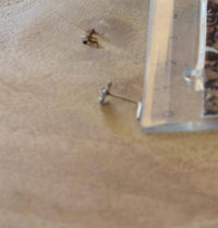 Load image into Gallery viewer, Silber Nasenstecker 0,8 mm Nostril Blume L - Form - chic - net.de
